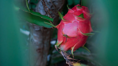 Close-up of red rose flower