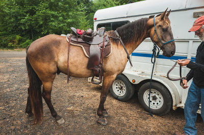 Low section of man with horse cart on tree