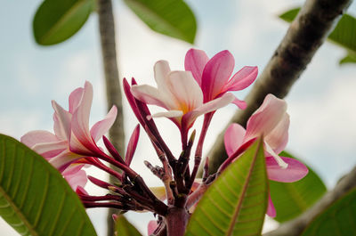 Close-up of pink flowering plant