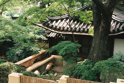 Trees by built structure