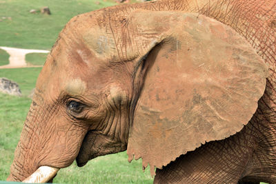 Close-up of elephant