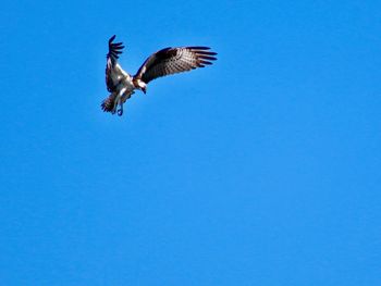 Low angle view of a bird flying