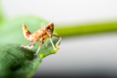 Close-up of cicada 