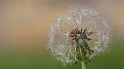 Close-up of dandelion flower