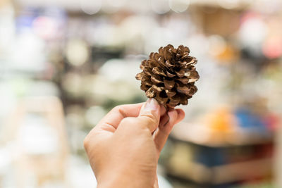 Close-up of hand holding pine cone