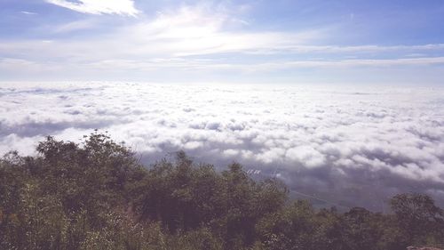 Scenic view of tree against sky