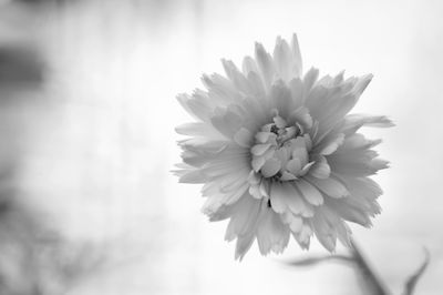 Close-up of flower