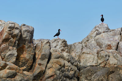 Low angle view of bird perching on rock