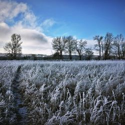 Scenic view of field against sky