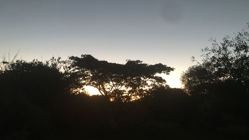 Low angle view of silhouette trees against sky during sunset