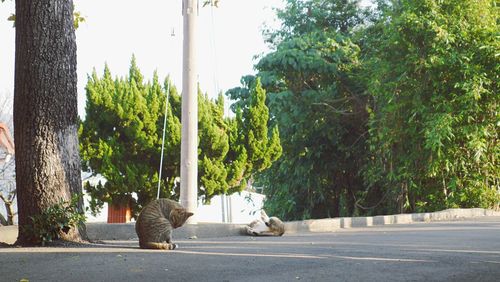 Man sitting on road by trees in city