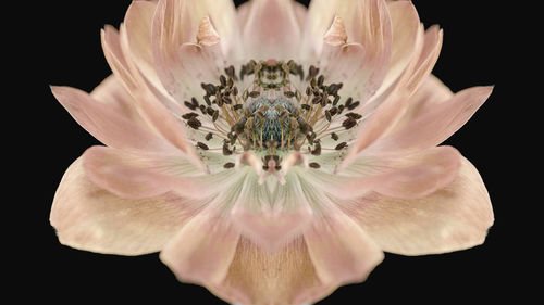 Close-up of pink flower against black background