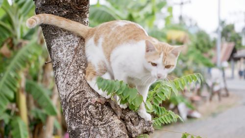 cat