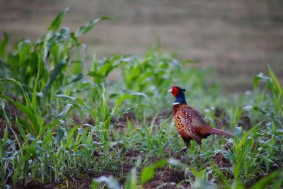 View of bird on field