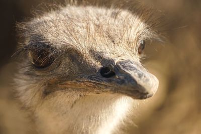 Close-up of ostrich