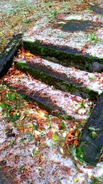 Full frame shot of autumn leaves