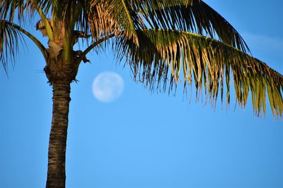 Low angle view of coconut palm tree against blue sky