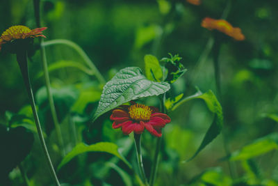 Close-up of red flowering plant