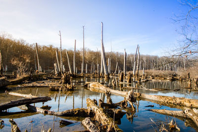 Bare trees in lake against sky