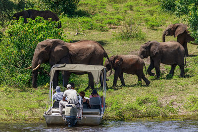 Elephants walking past a safari boat in the chobe national park in botswana