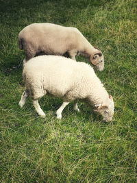 View of a sheep on field