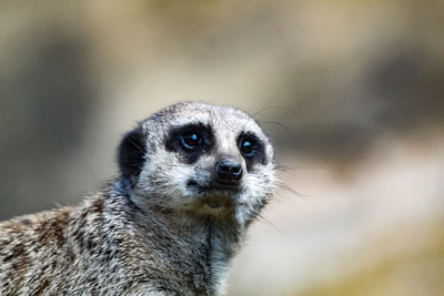 Close-up portrait of an animal