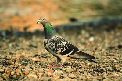 Close-up of pigeon against blurred background