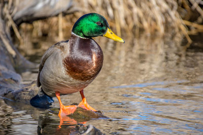 Close-up of bird in lake