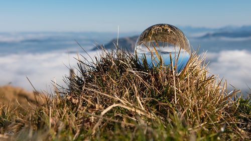 Close-up of grass on beach against sky