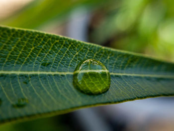 Close-up of green leaf with water drops