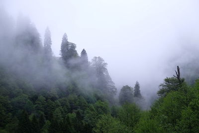 Trees in foggy weather