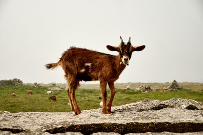 Horse standing on rock