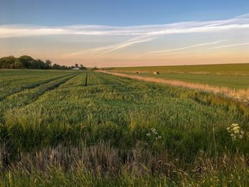 Scenic view of agricultural field against sky