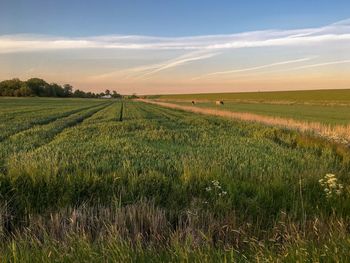 Scenic view of agricultural field against sky