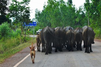 Dog on road