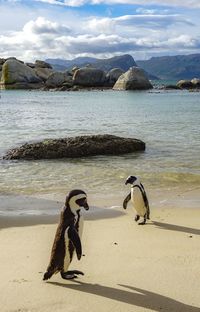 Penguins sitting at beach against sky