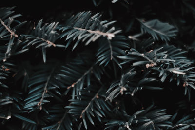 Close-up of pine tree leaves