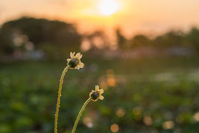 Close-up of flowering plant on field against sky during sunset