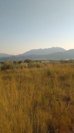 Scenic view of field against clear sky