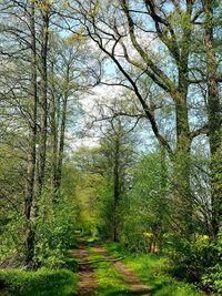 Footpath amidst trees