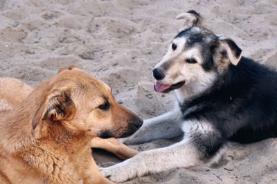 Dog relaxing on ground