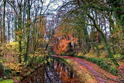 Trees growing in forest during autumn