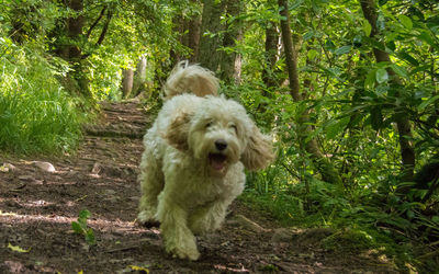 Dog in forest