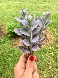 Close-up of hand holding small plant
