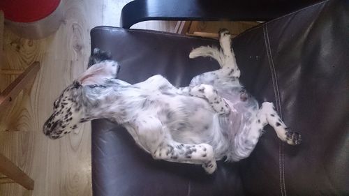 Dog sleeping on sofa