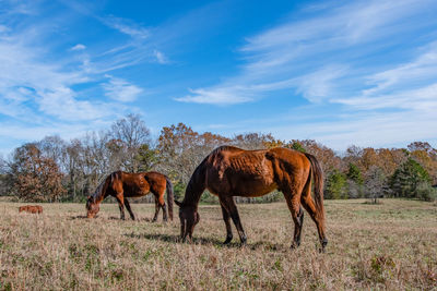 Countryside scenery of three brown horses grazing in an autumn pasture with blue skies.