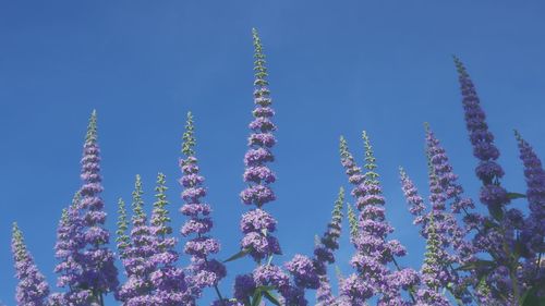 Low angle view of flowering plants against blue sky