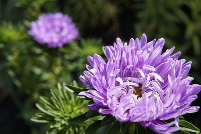 Close-up of purple flowering plant