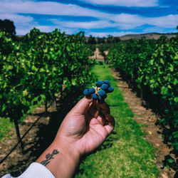 Midsection of person holding fruit on field against sky