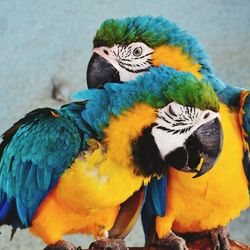 Close-up of gold and blue macaws